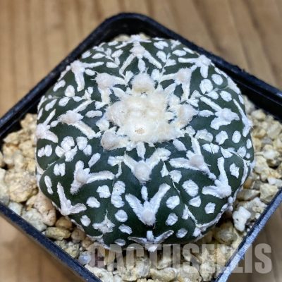 SH31767 Astrophytum asterias ‘Super Kabuto’ V-type