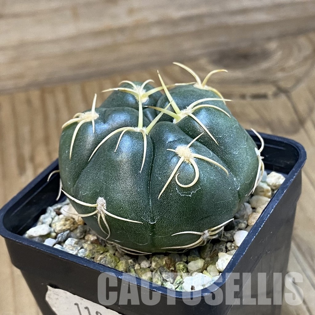 SH11893 Gymnocalycium denudatum ‘Kaiomaru’, seedling -Japan- - Image 2
