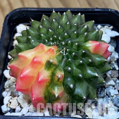 SH21040 Gymnocalycium mihanovichii ‘inermis’ f. variegata