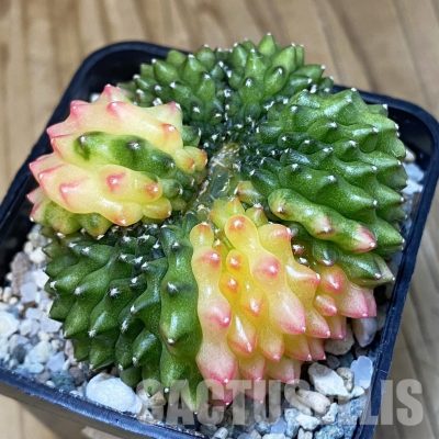 SH20837 Gymnocalycium mihanovichii ‘inermis’ f. variegata