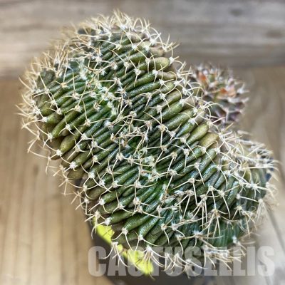 SH3025 Gymnocalycium mihanovichii f. cristata