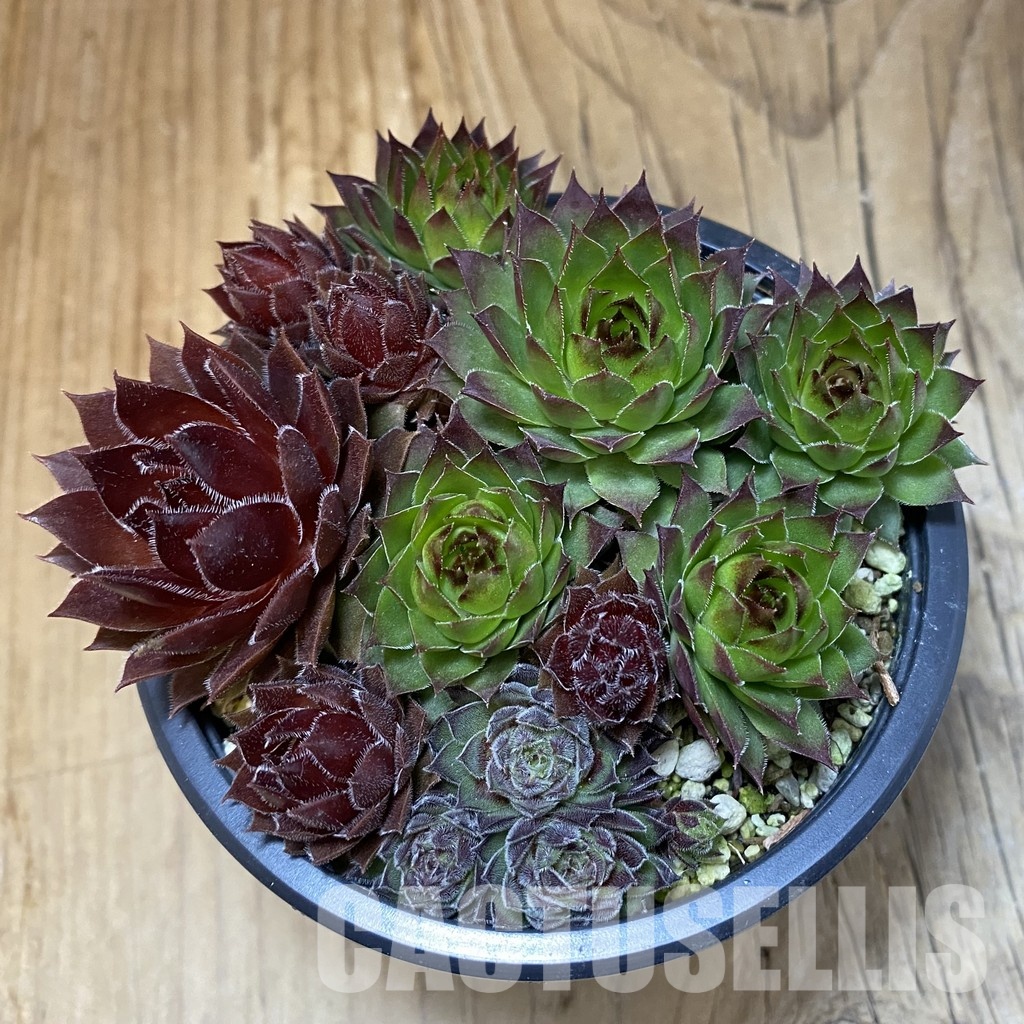 SH31775 Sempervivum mix (cold-resistant) - Image 2