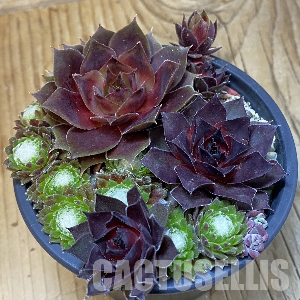 SH31776 Sempervivum mix (cold-resistant)