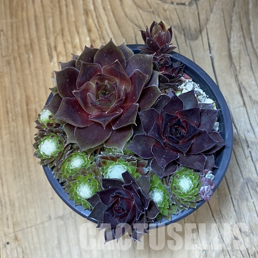 SH31776 Sempervivum mix (cold-resistant) - Image 2