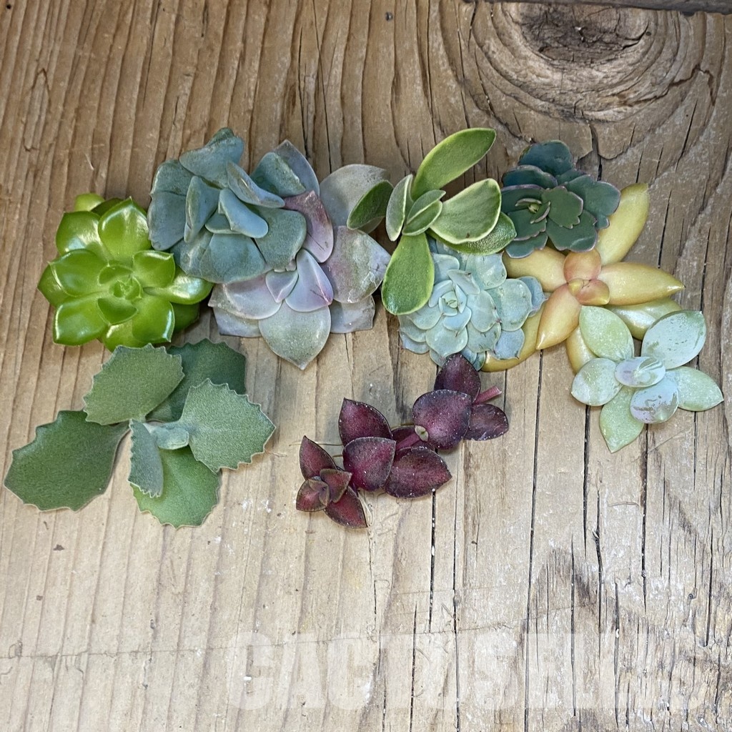 SH31781 Succulents mix, cuted - Image 2