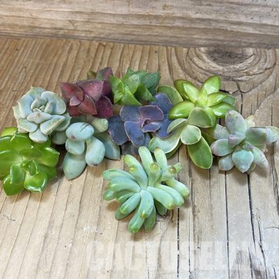 SH31783 Succulents mix, cuted