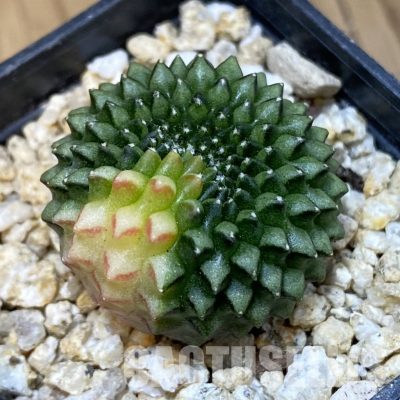 SH31771 Gymnocalycium mihanovichii ‘inermis’ f. variegata
