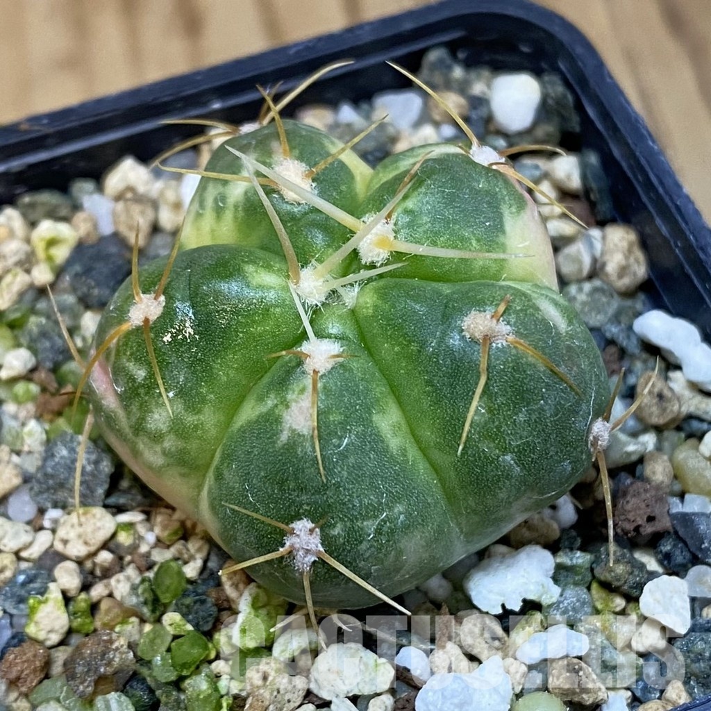 SH20192 Gymnocalycium horstii f. variegata