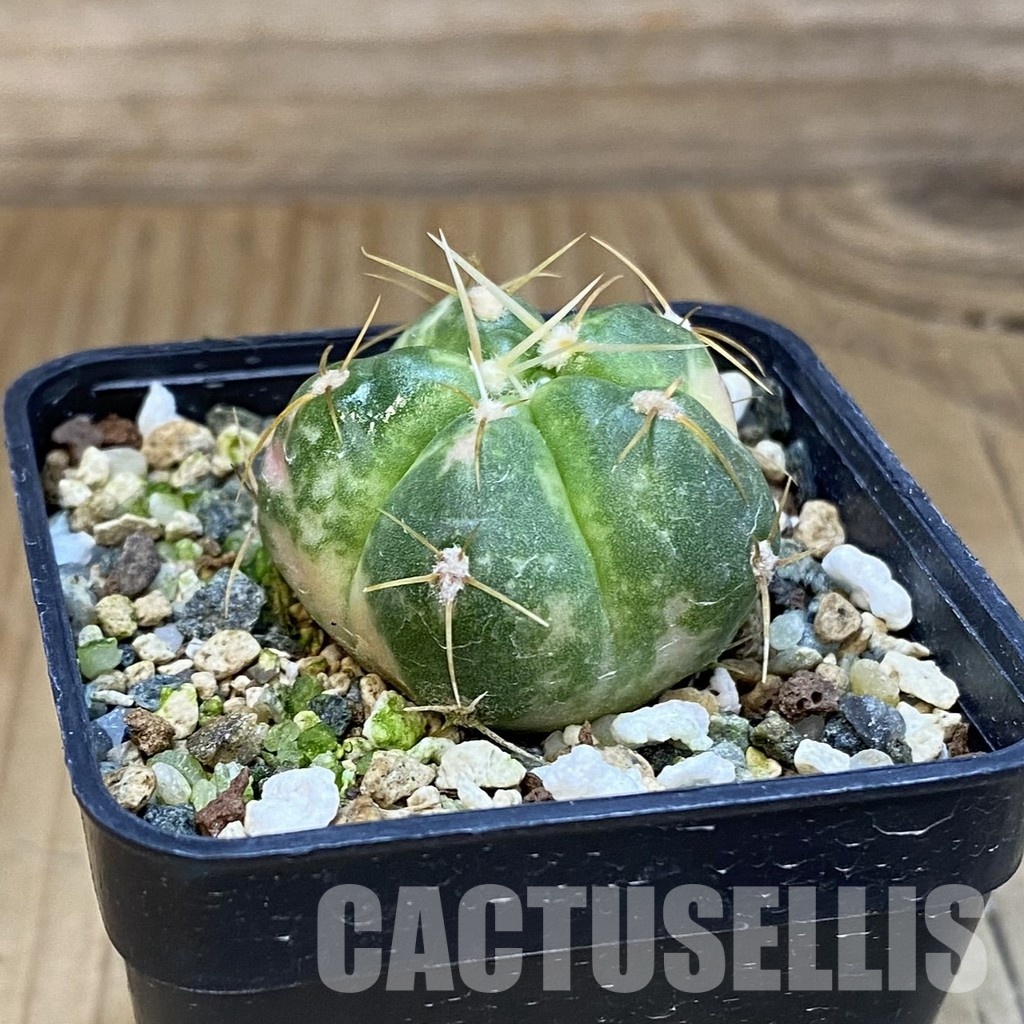 SH20192 Gymnocalycium horstii f. variegata - Image 2