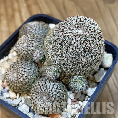 SH21420 Rebutia heliosa