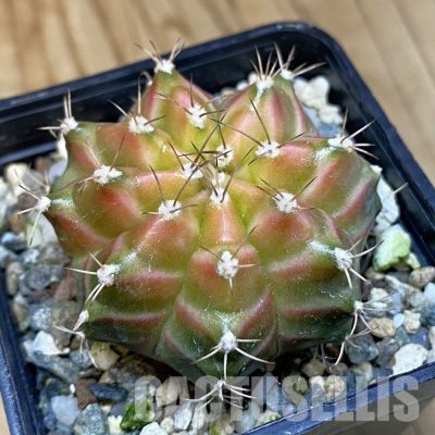 SH22289 Gymnocalycium mihanovichii ‘Neon’ hybrid