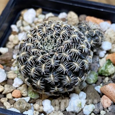 SH22076 Sulcorebutia augustinii LH 1721