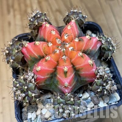 SH24376 Gymnocalycium mihanovichii ‘French Fuchsia’