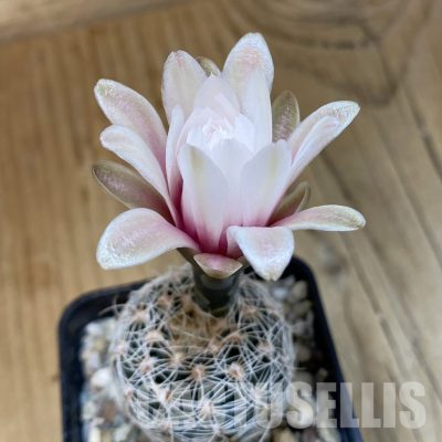 SH24982 Gymnocalycium papschii  LF 97