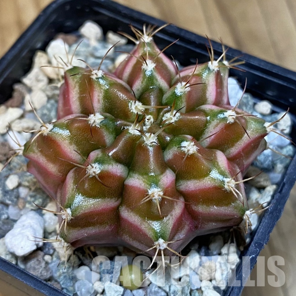 SH24435 Gymnocalycium mihanovichii ‘Neon’ hybrid