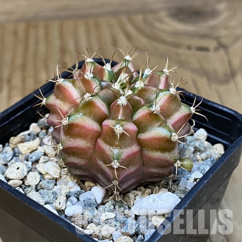 SH24435 Gymnocalycium mihanovichii ‘Neon’ hybrid - Image 2