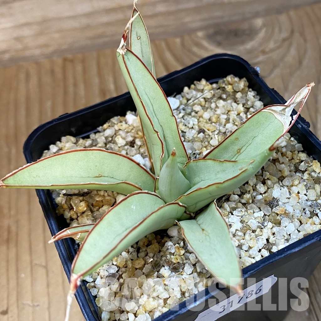 SH31786 Sansevieria ‘Bai Bid’