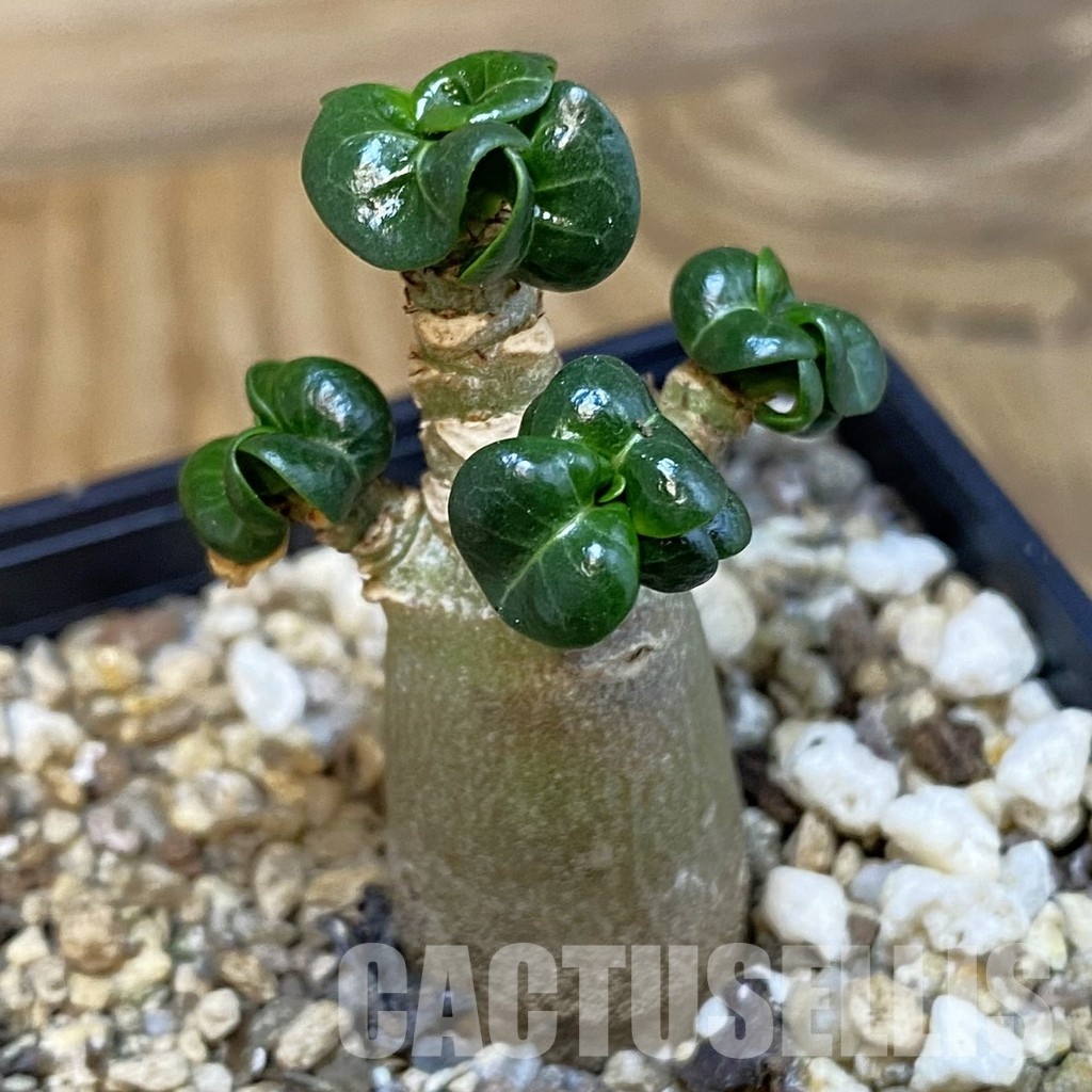 SH31817 Adenium arabicum DHA
