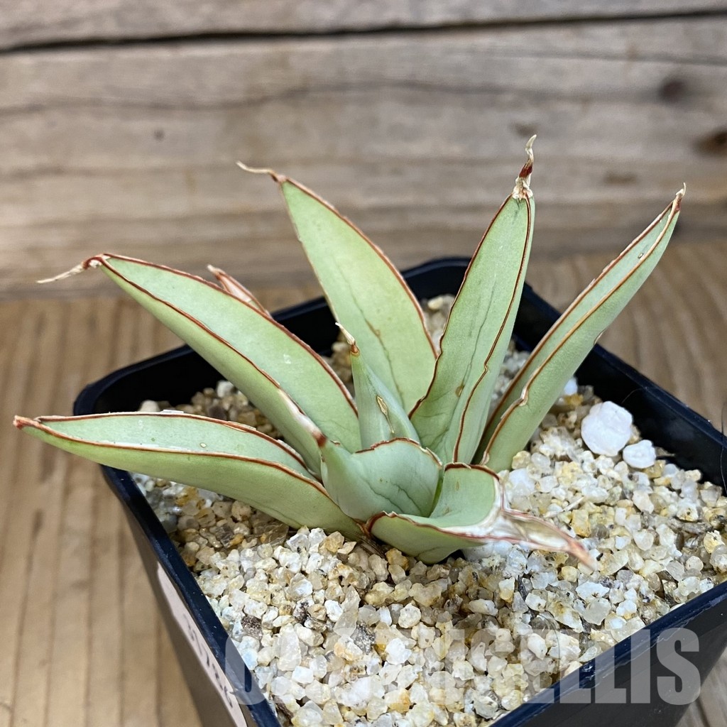 SH31786 Sansevieria ‘Bai Bid’ - Image 2
