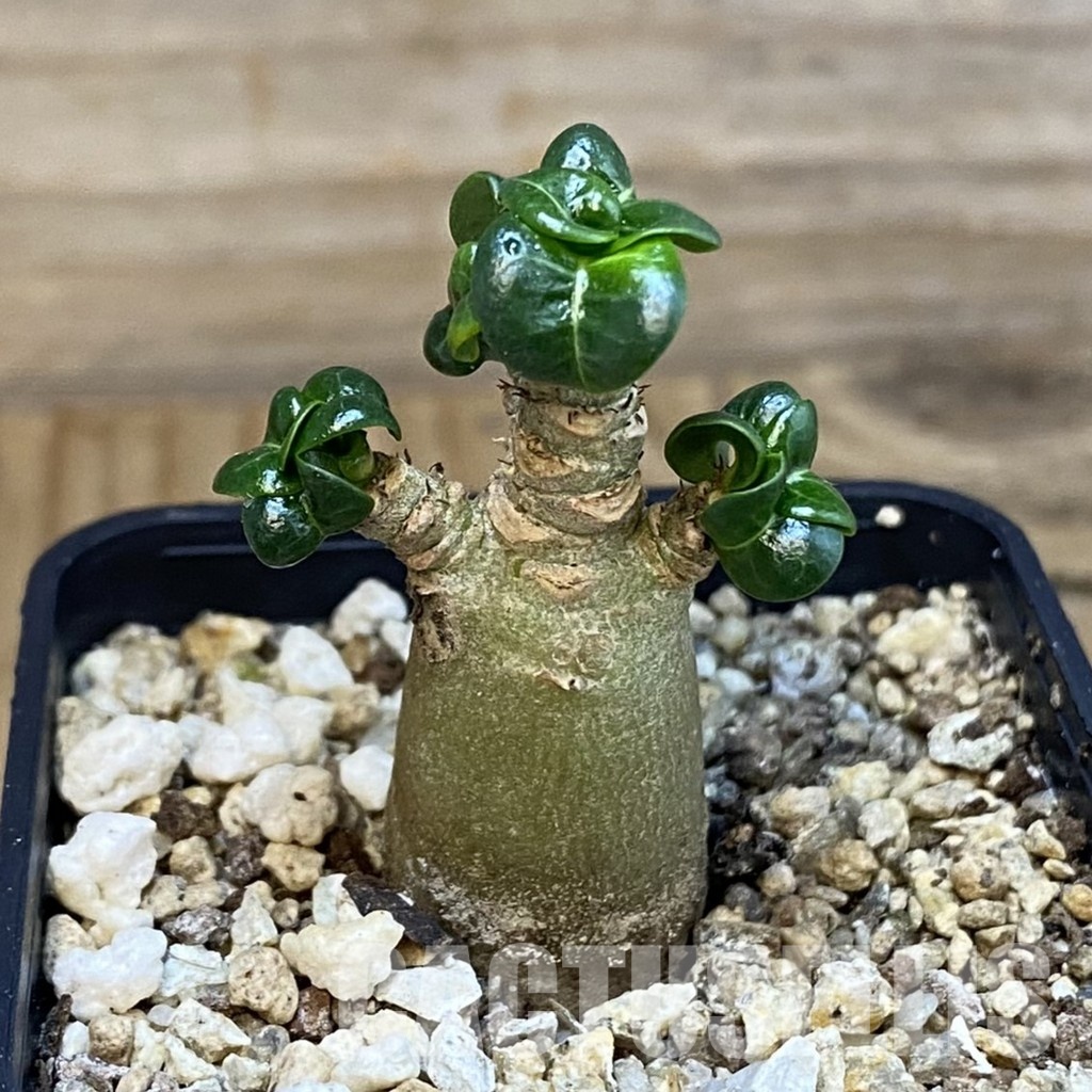 SH31817 Adenium arabicum DHA - Image 2