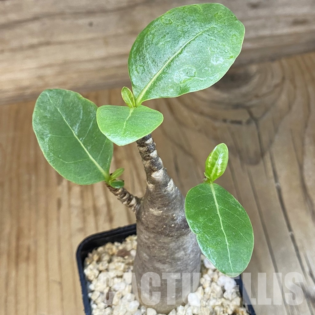 SH31819 Adenium arabicum ‘Black Body’