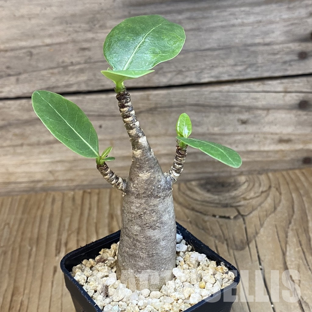 SH31819 Adenium arabicum ‘Black Body’ - Image 2