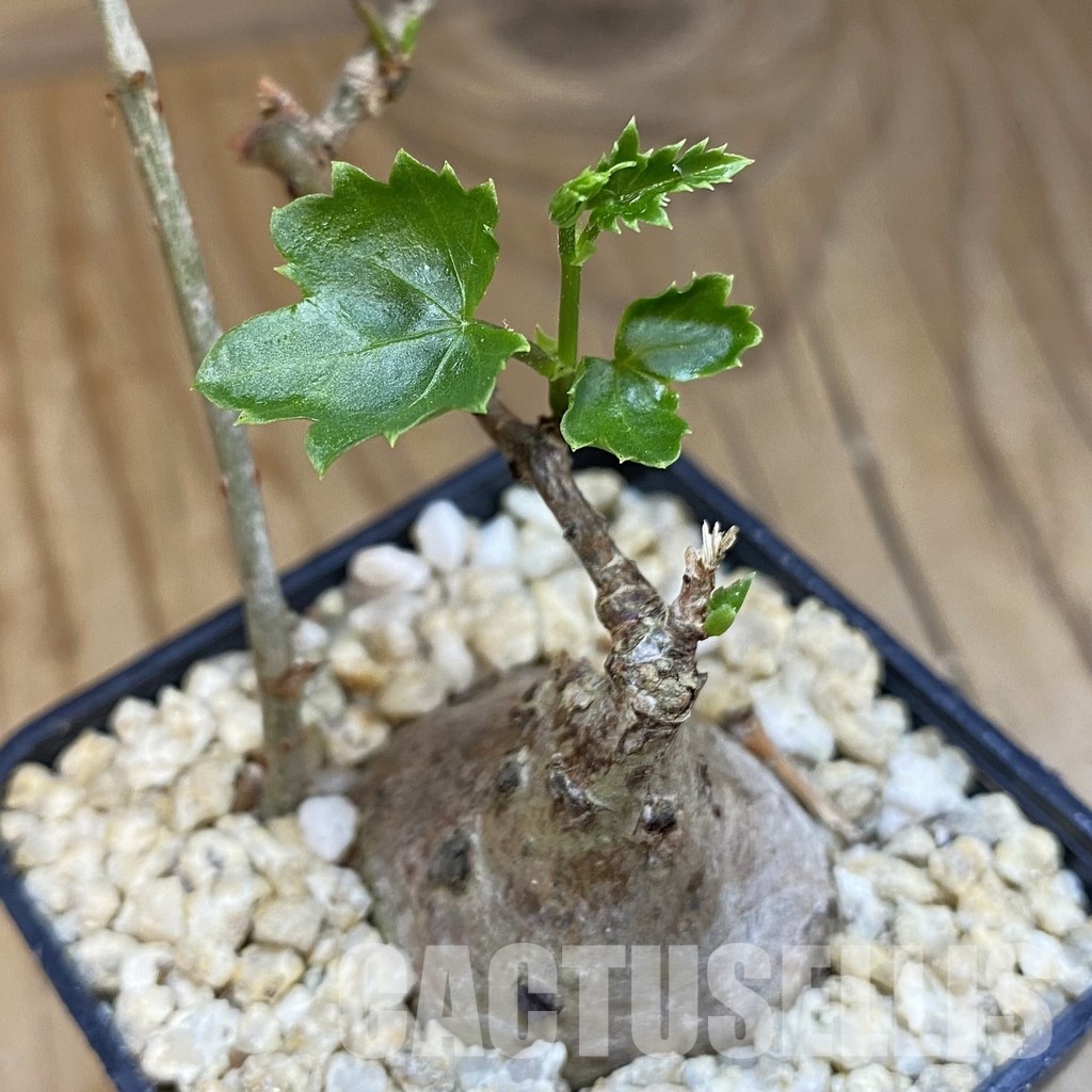 SH31822 Cissus trifoliata