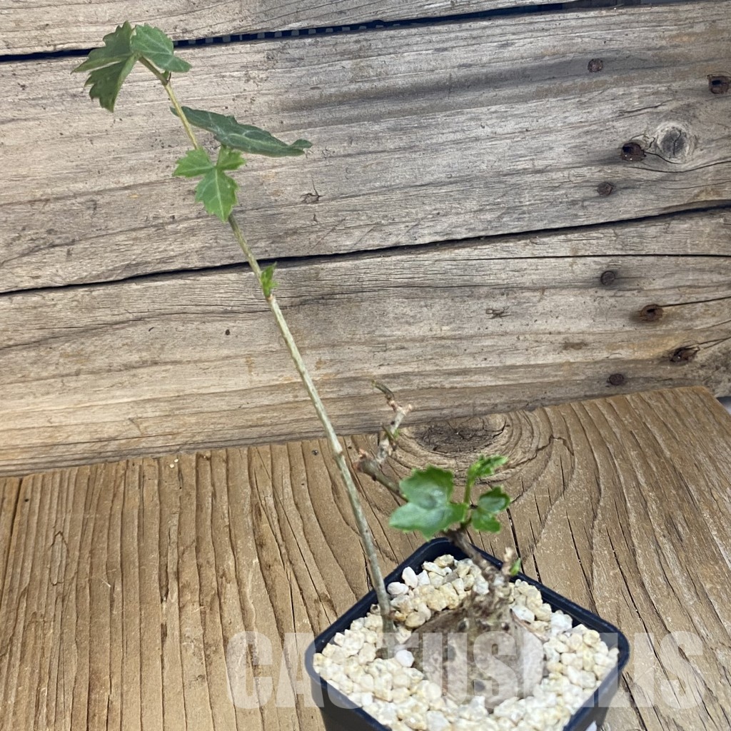 SH31822 Cissus trifoliata - Image 2