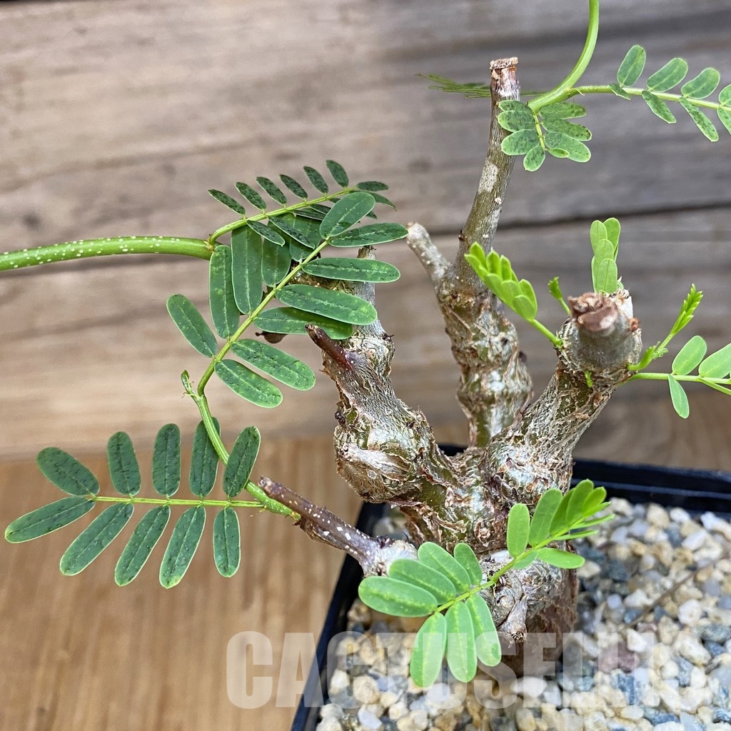 SH31825 Senna meridionalis