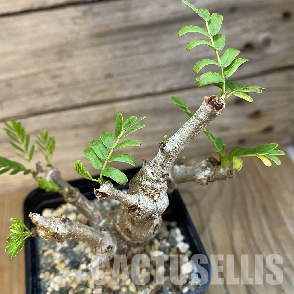 SH31826 Senna meridionalis