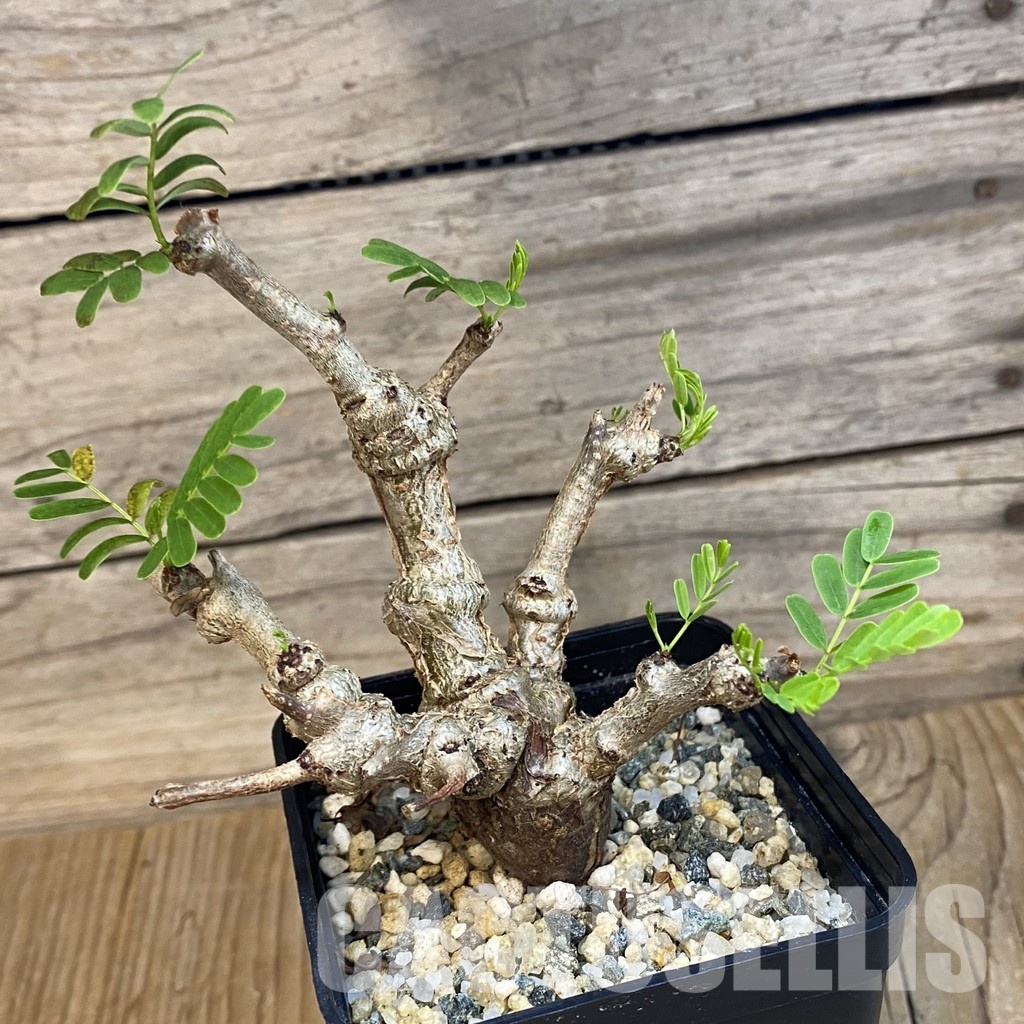 SH31826 Senna meridionalis - Image 3