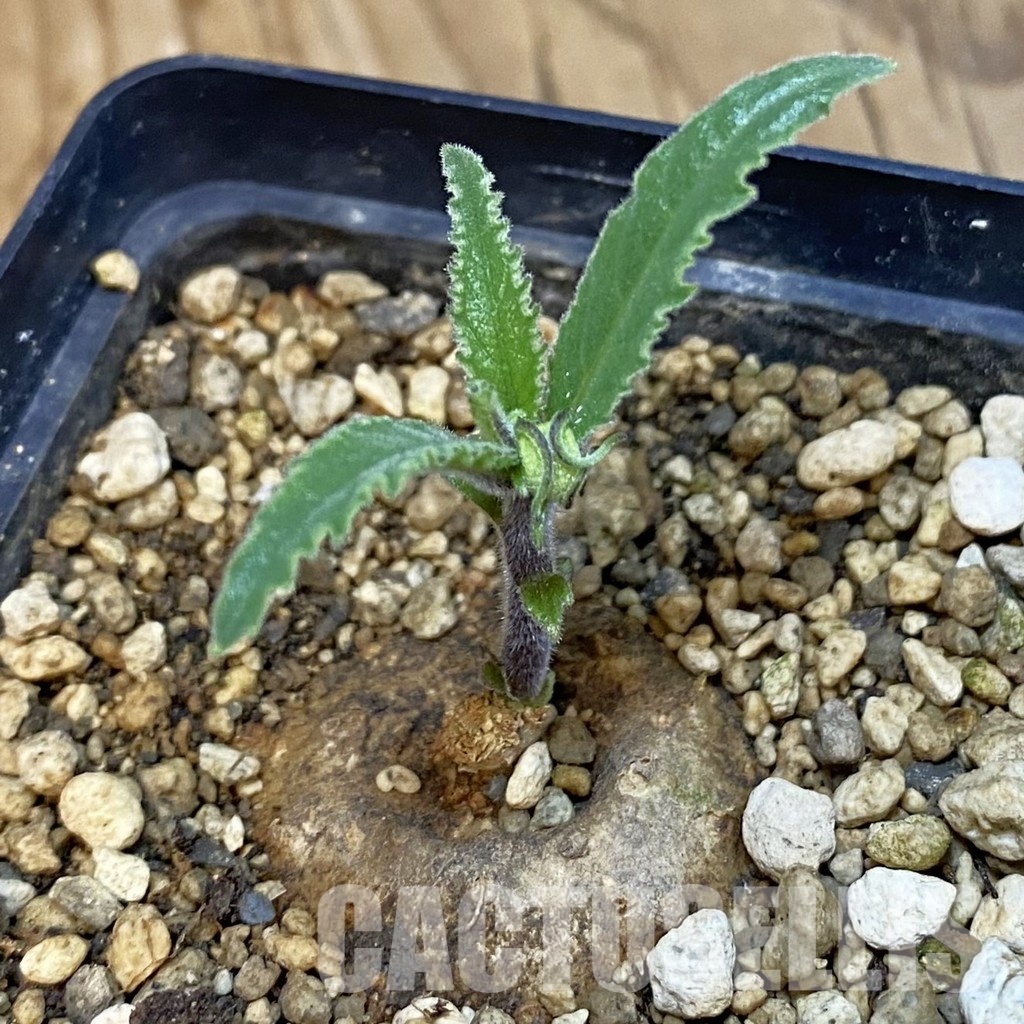 SH31827 Dorstenia psilurus ES 22577
