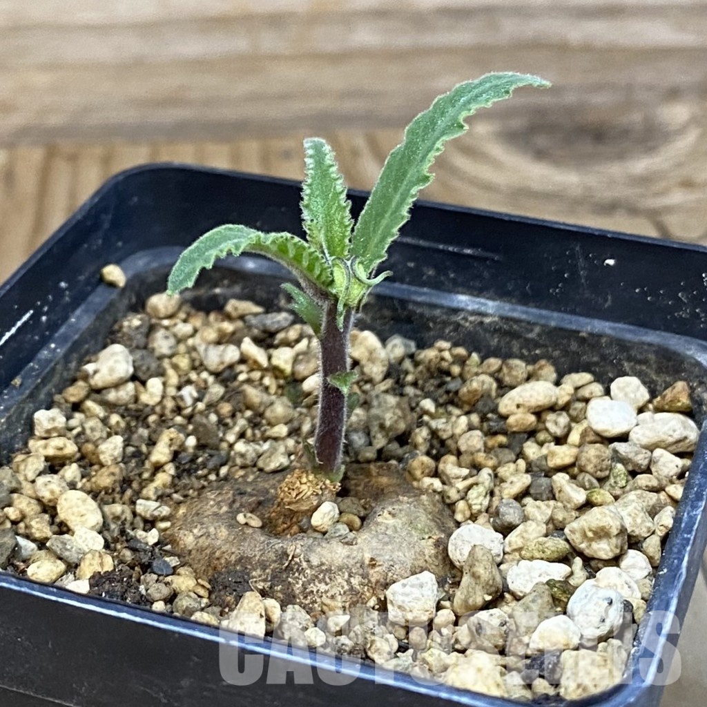 SH31827 Dorstenia psilurus ES 22577 - Image 2