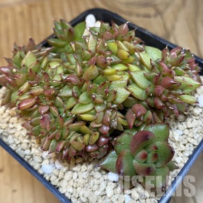 SH31828 Echeveria agavoides f. cristata