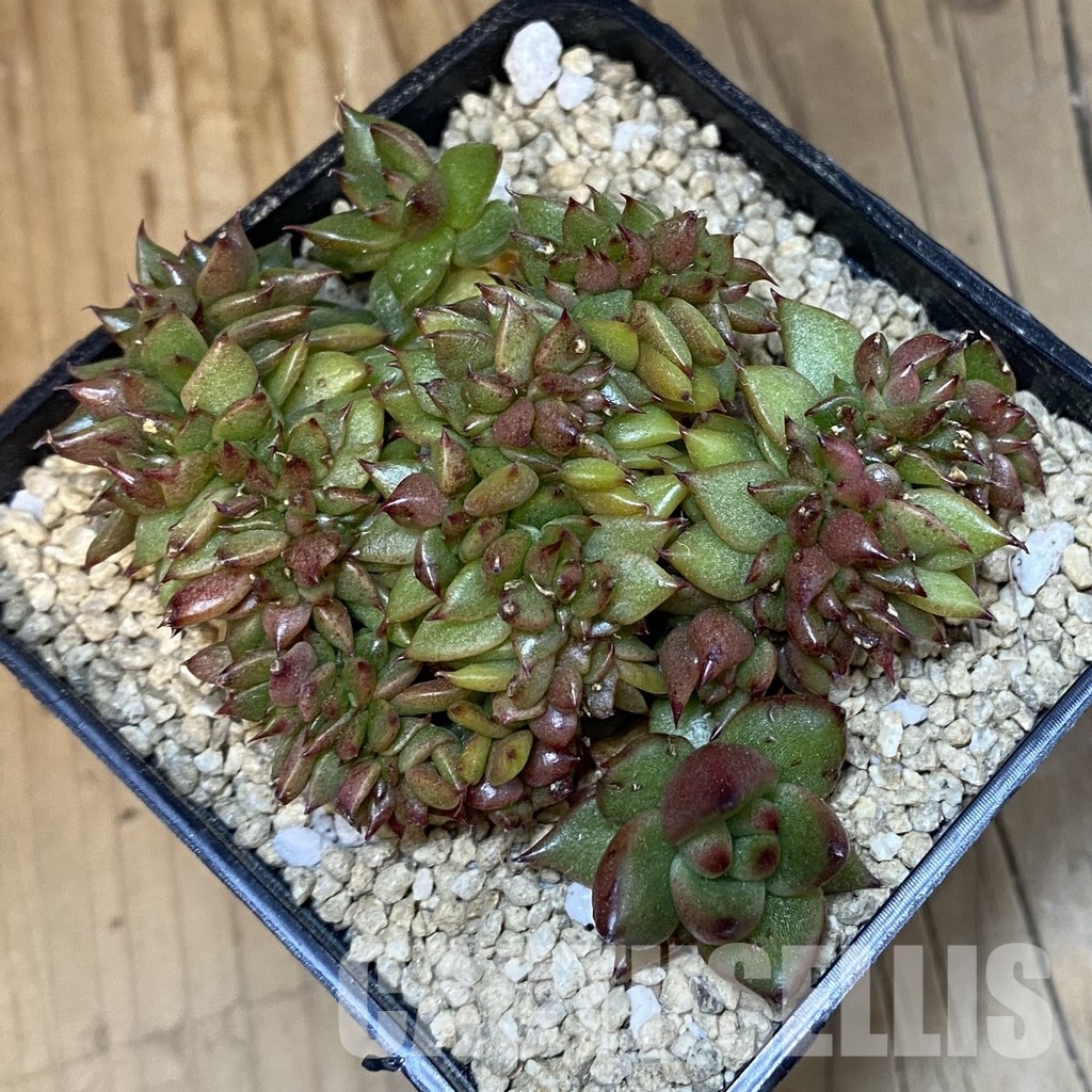SH31828 Echeveria agavoides f. cristata - Image 2