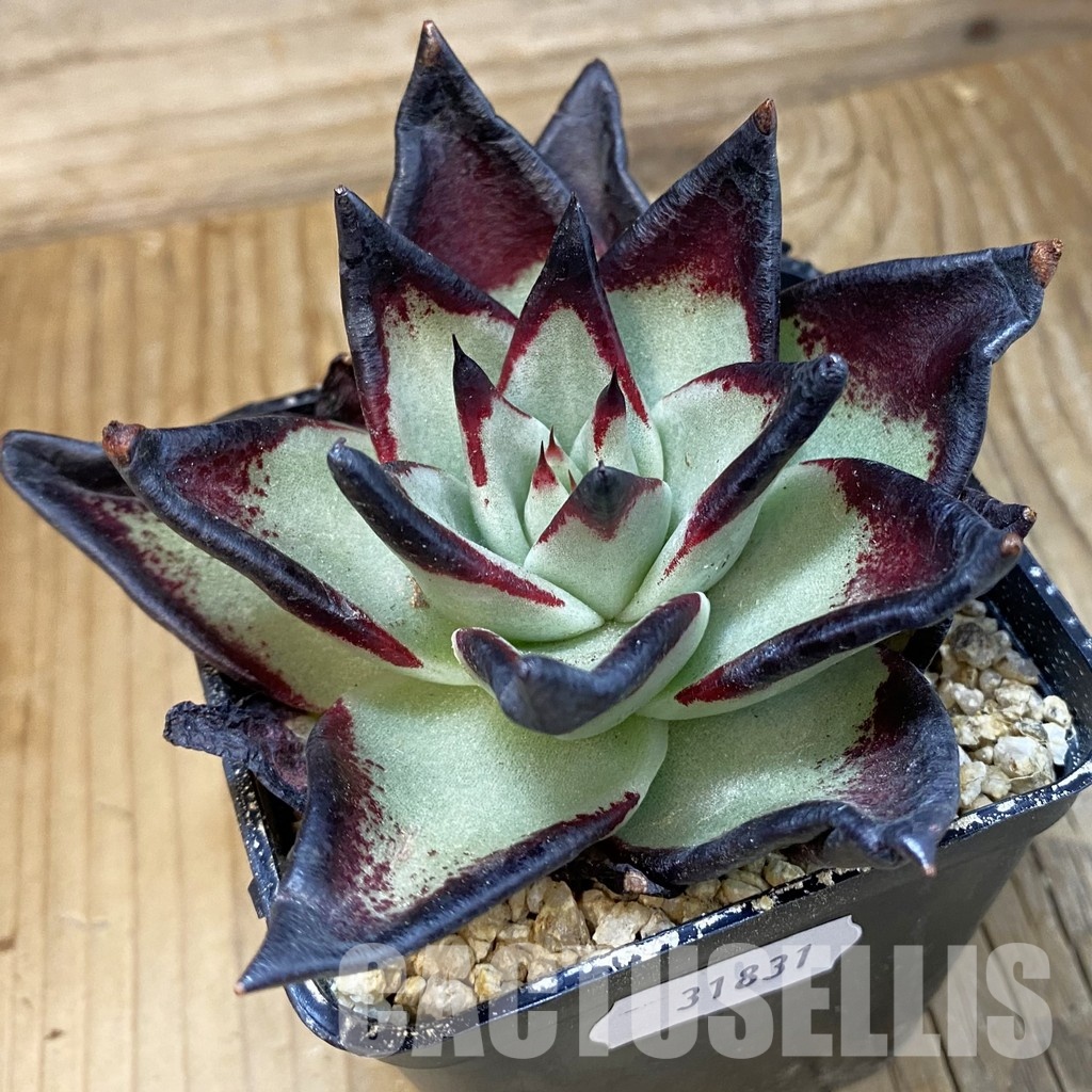 SH31831 Echeveria agavoides ‘Black Ebony’