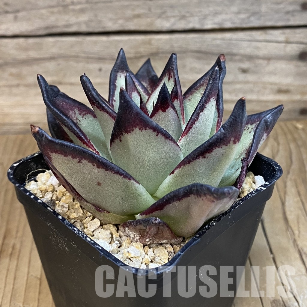 SH31831 Echeveria agavoides ‘Black Ebony’ - Image 2