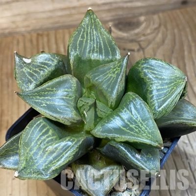SH31833 Haworthia comptoniana 'Urahannya'