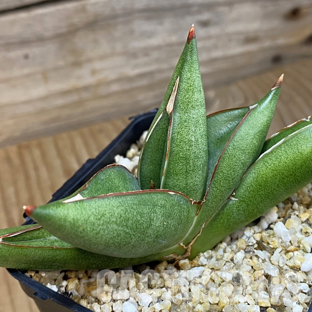 SH31788 Sansevieria ‘Pixxie’