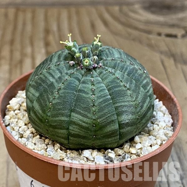 SET268 Euphorbia obesa ♀ ♂, 2 plants