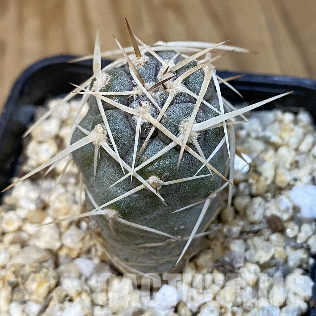 SH31838 Tephrocactus fiambalensis, seedling