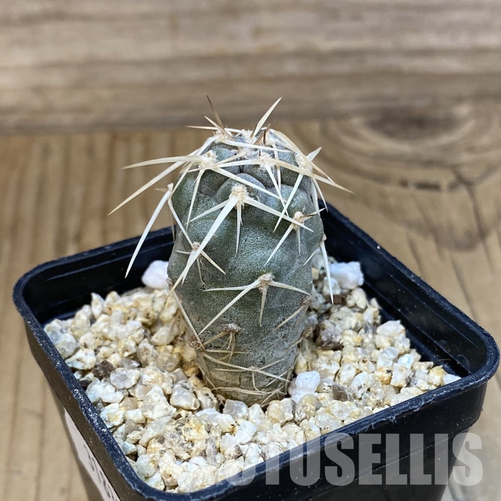 SH31838 Tephrocactus fiambalensis, seedling - Image 2