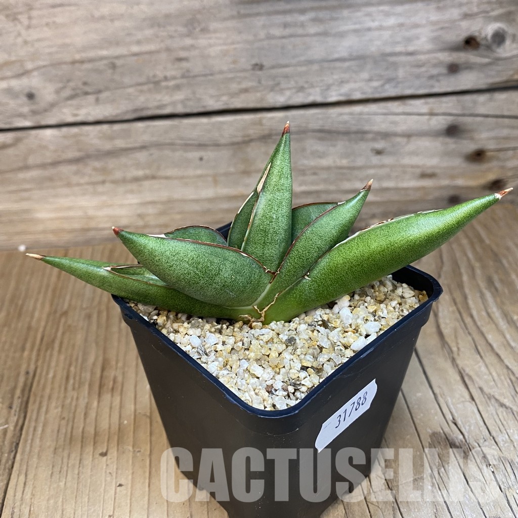 SH31788 Sansevieria ‘Pixxie’ - Image 2