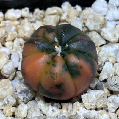 SH31840 Astrophytum asterias ‘Red Purple Skin’ f. variegata
