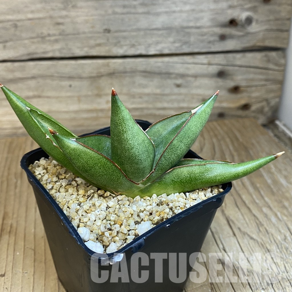 SH31788 Sansevieria ‘Pixxie’ - Image 3