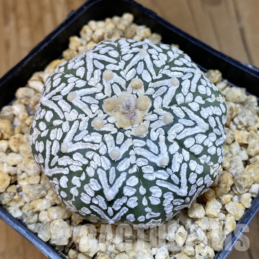 SH31844 Astrophytum asterias ‘Super Kabuto’ V-type