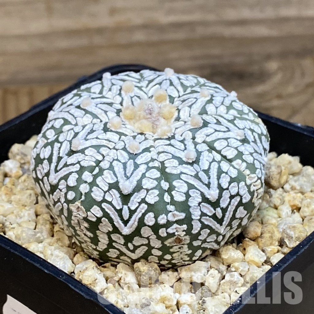 SH31844 Astrophytum asterias ‘Super Kabuto’ V-type - Image 2