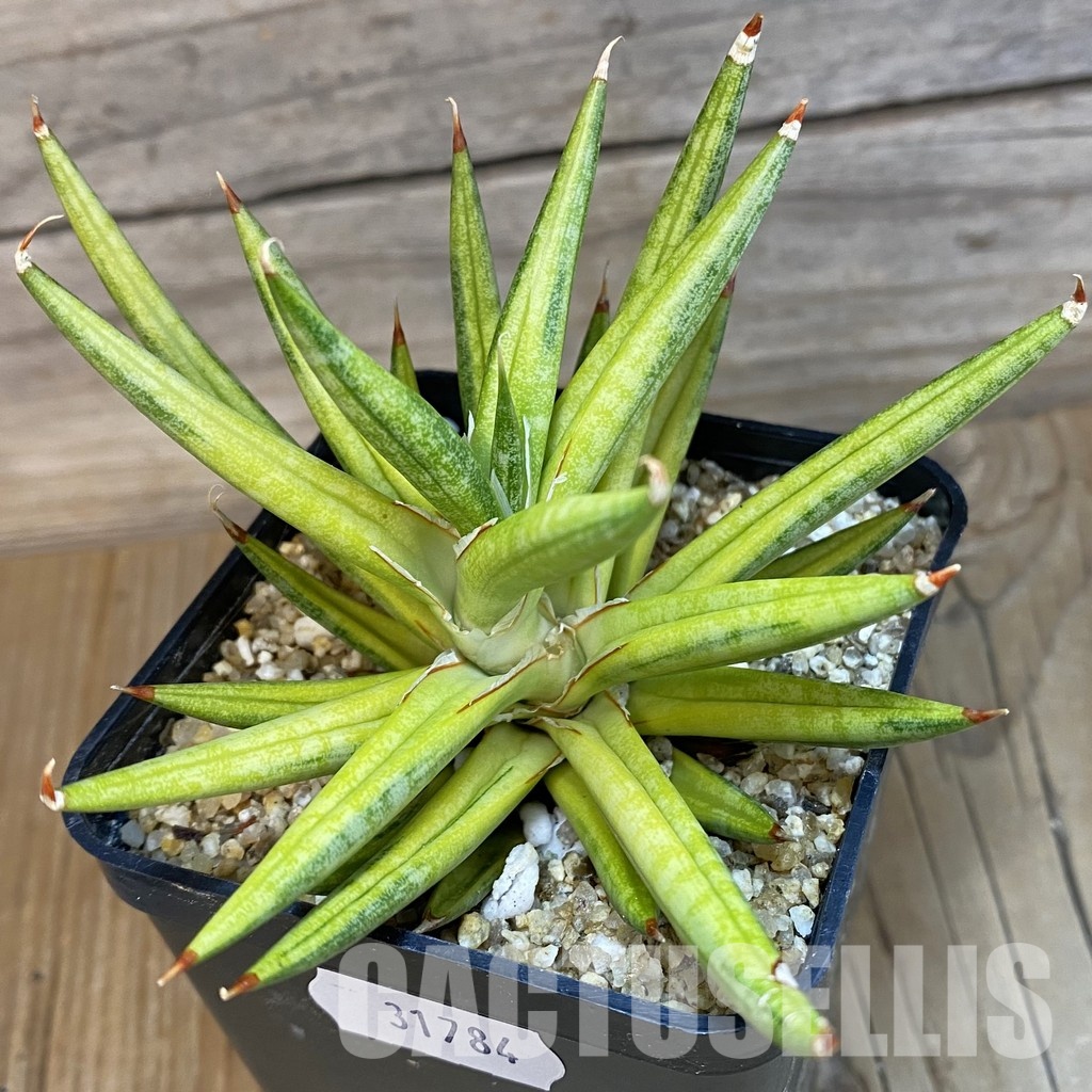 SH31784 Sansevieria francisii f. Yellow variegata