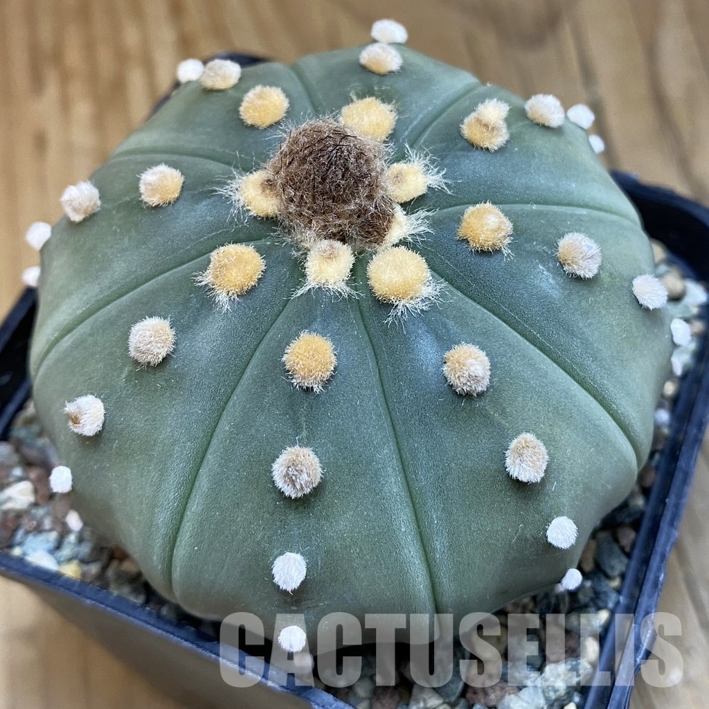 SH31846 Astrophytum asterias 'Akabana'
