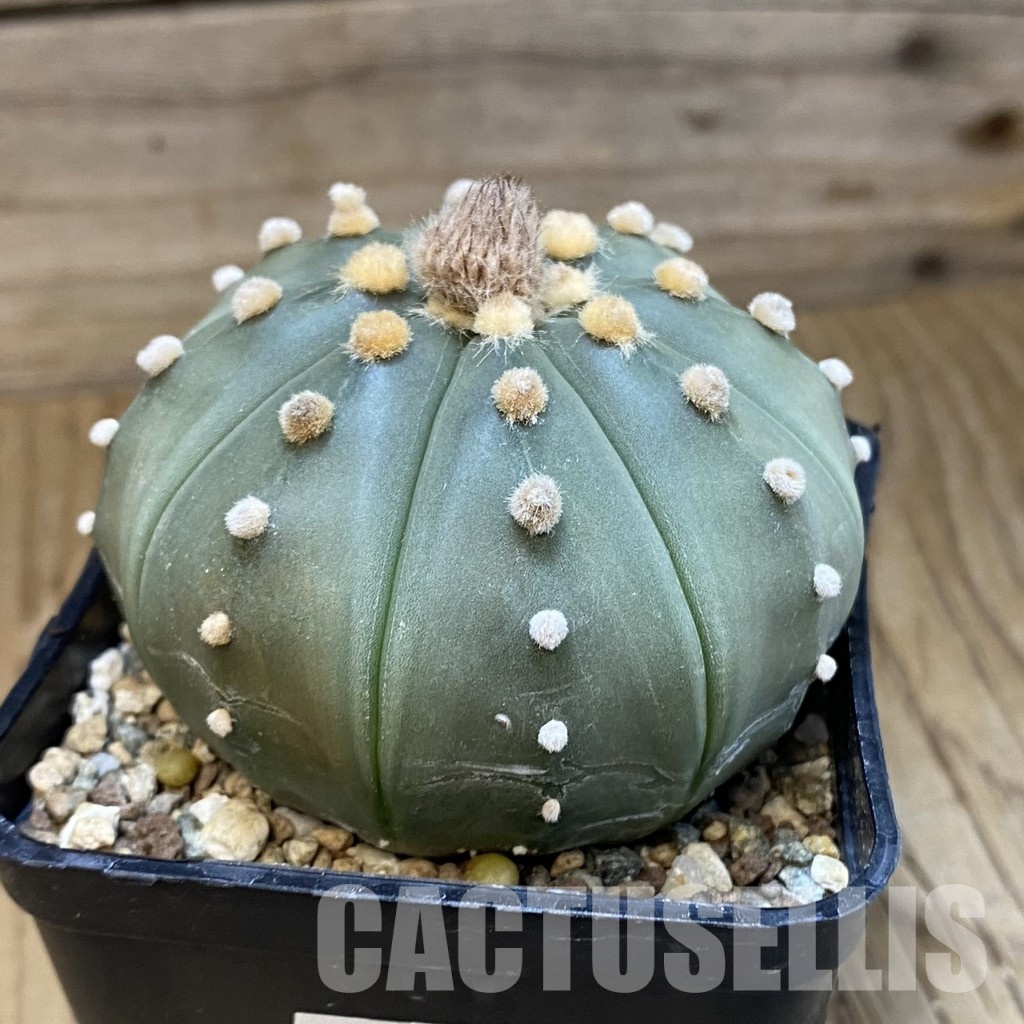 SH31846 Astrophytum asterias 'Akabana' - Image 2
